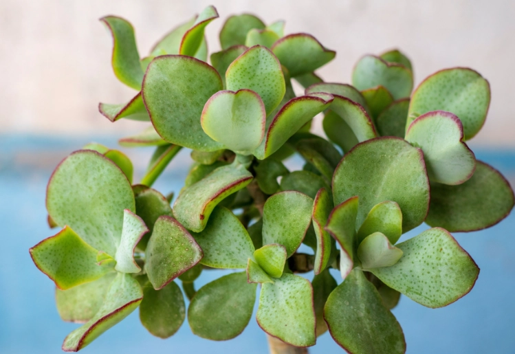 how to propagate jade plant