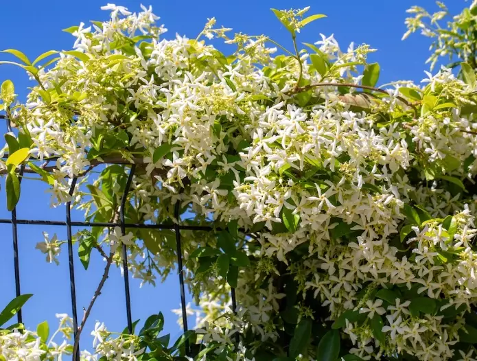 star jasmine on trellis
