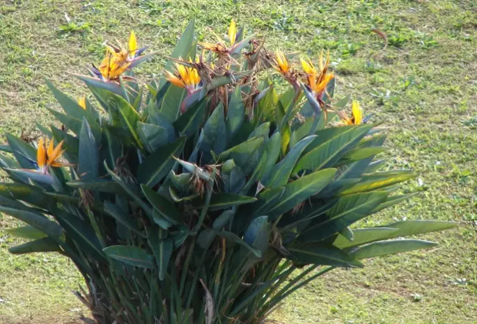 bird of paradise plant care
