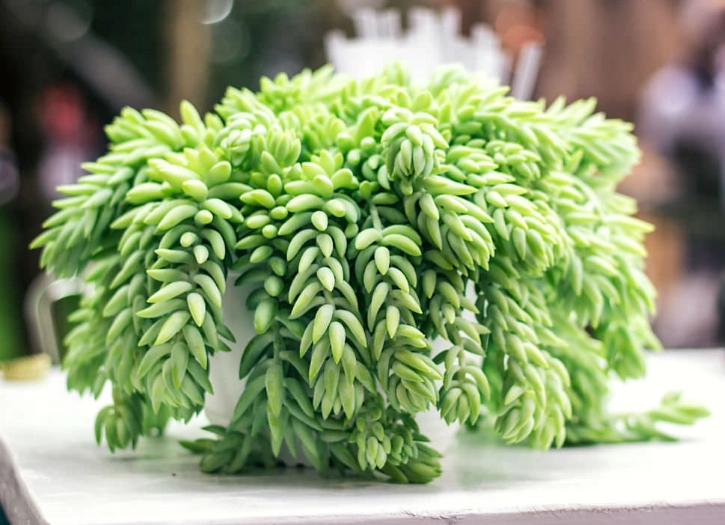 how to grow burro's tail