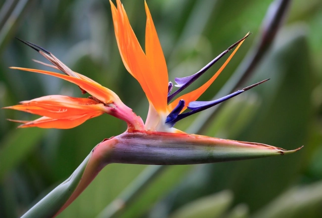 bird of paradise plant care