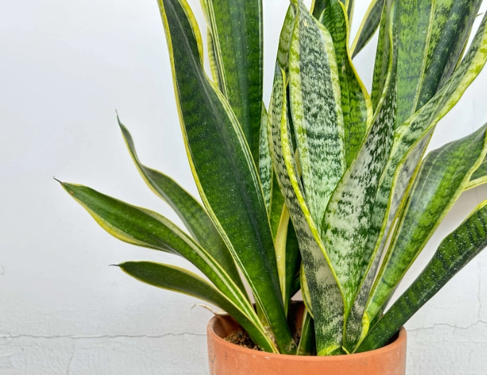 how to care for snake plant