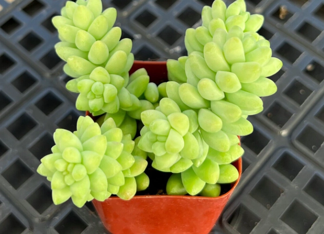 sedum morganianum