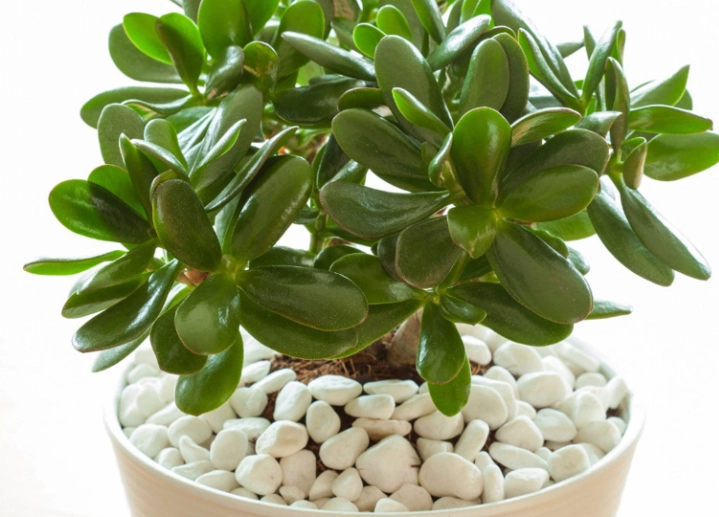 jade plant care