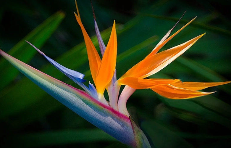 how to grow strelitzia