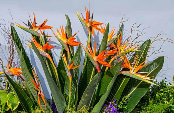 how to grow strelitzia
