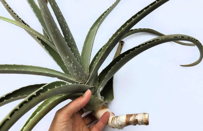propagate aloe vera