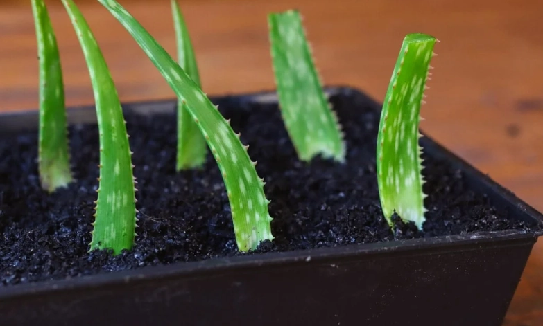 grow aloe from cuttings