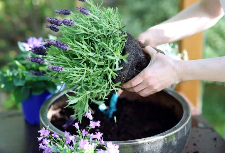 growing lavender in containers