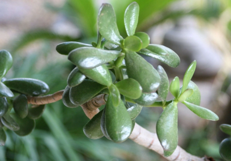 how to propagate jade plant