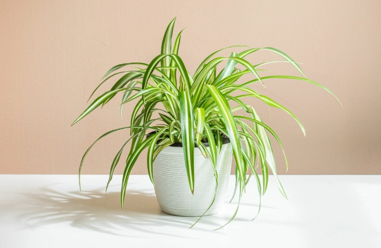 spider plant care