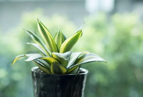 low light houseplants