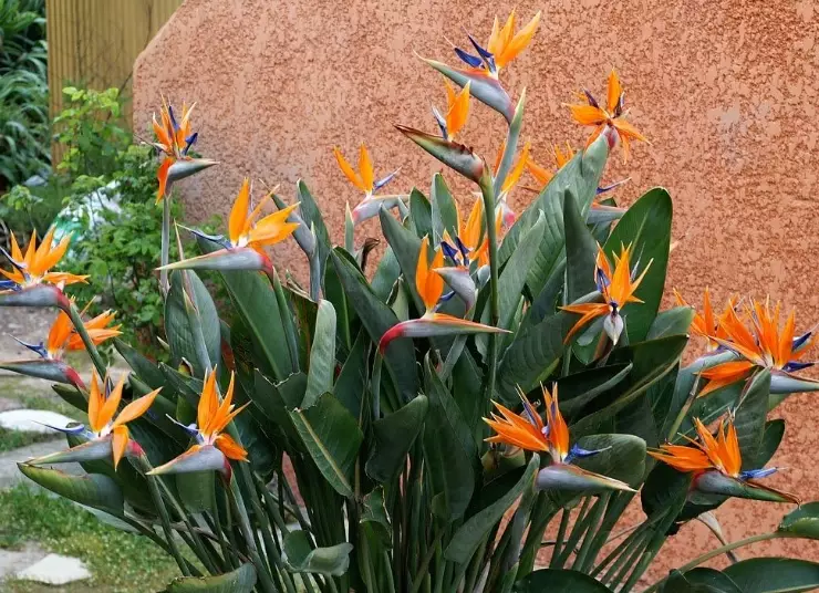 strelitzia nicolai
