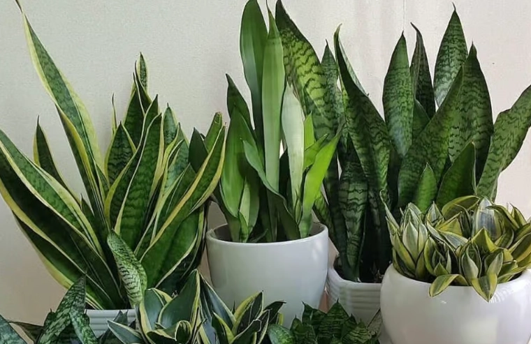 low light houseplants