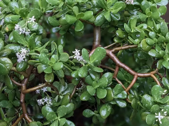 how to propagate jade plant