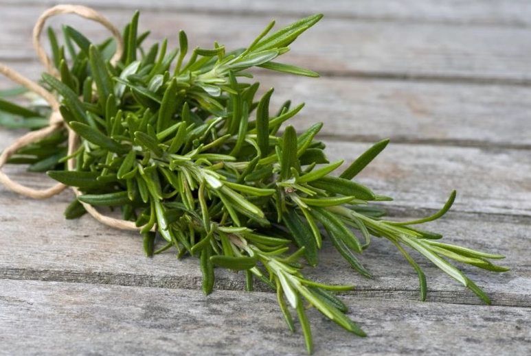 growing rosemary
