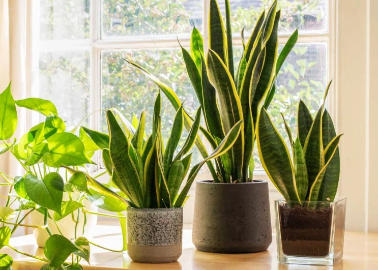 snake plant care