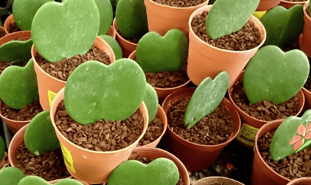 hoya kerii propagation