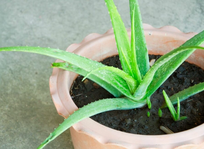 how to reroot aloe vera