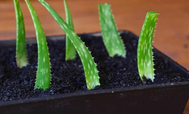 repotting aloe vera
