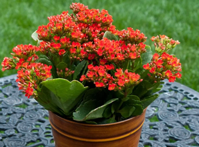 kalanchoe care