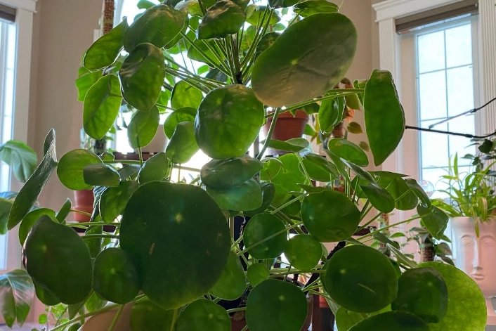 money plant repotting