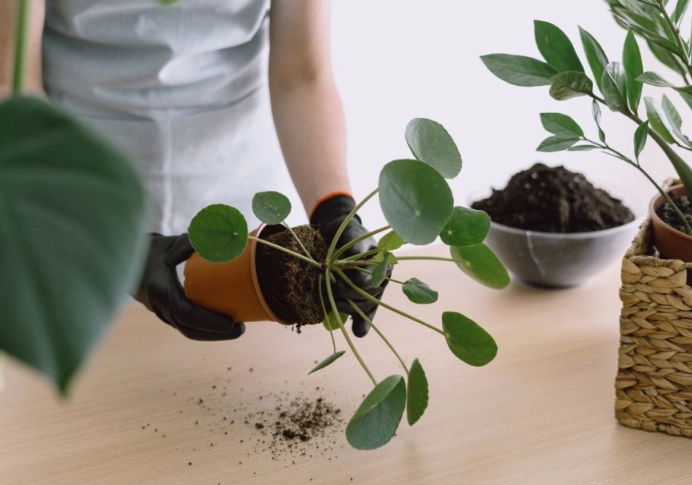 money plant repotting