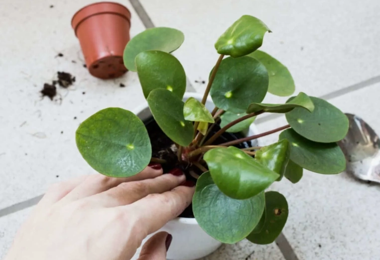 repotting pothos