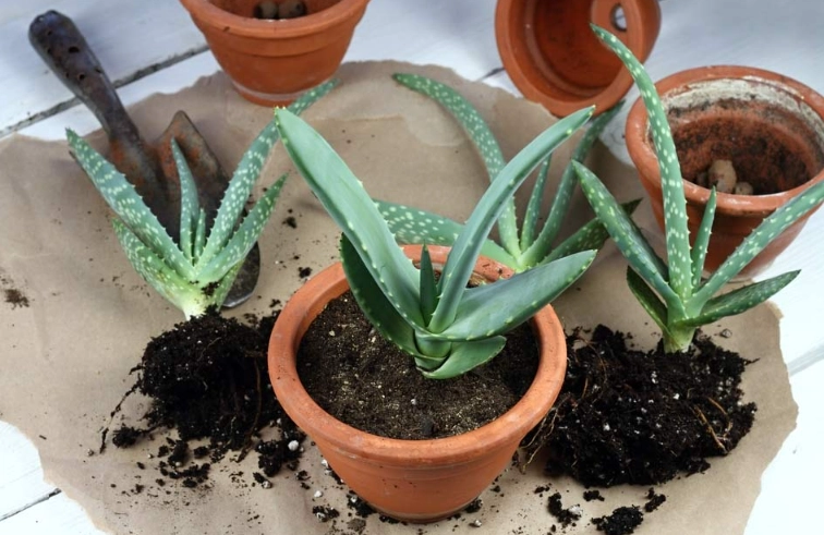 repotting aloe vera
