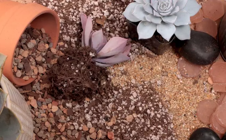cactus potting mix