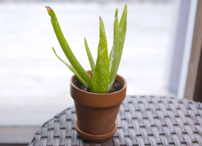 preserve aloe vera leaves