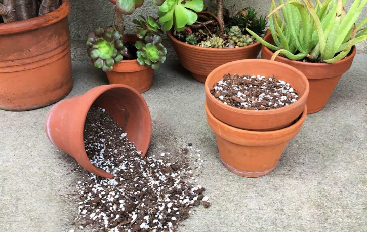 succulent soil mix