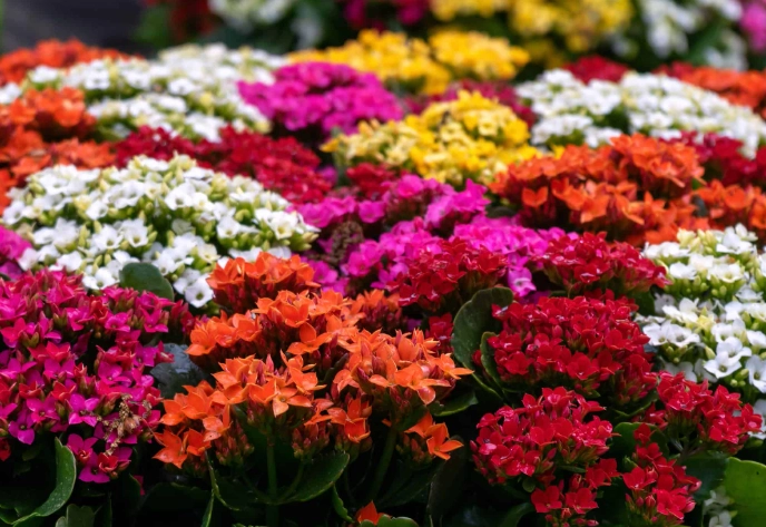 how to grow kalanchoe