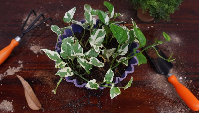 when to repot money plant