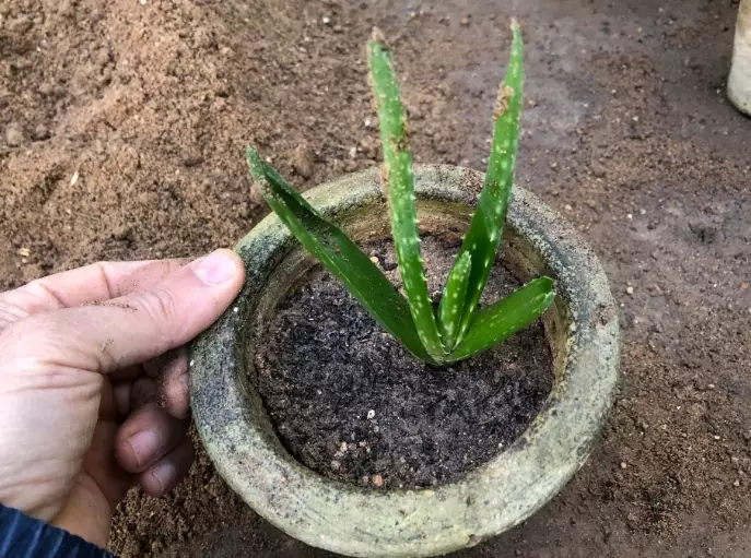 aloe vera propagation
