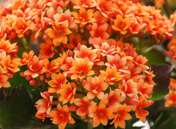 how to grow kalanchoe