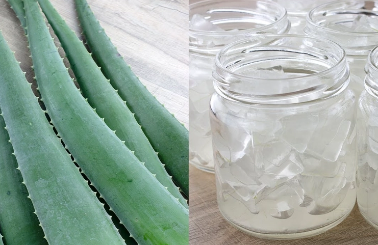 preserve aloe vera leaves