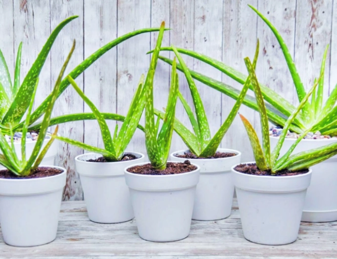 how to reroot aloe vera