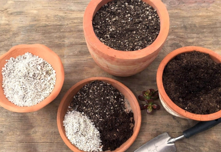 succulent soil mix