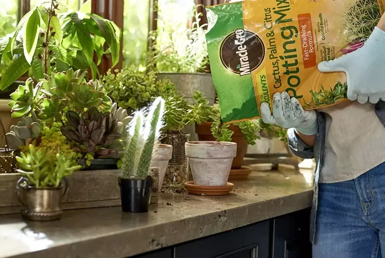 best soil for money tree