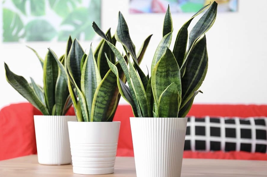 snake plant care