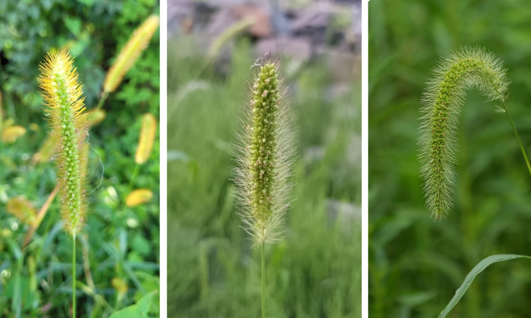 foxtail fern care