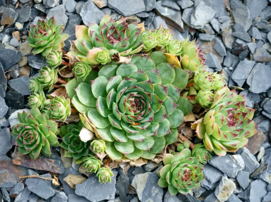 grow hens and chicks