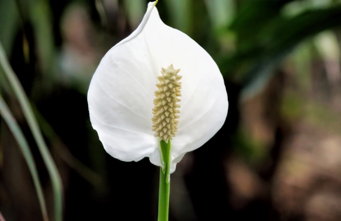 peace lily outdoor care