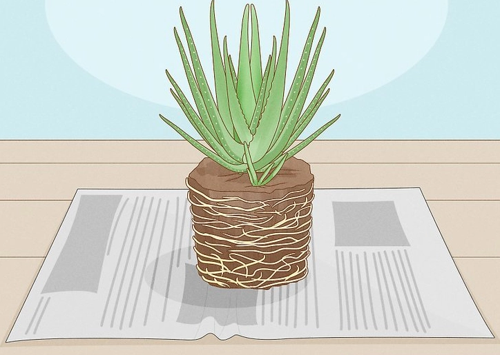 repot aloe vera plant