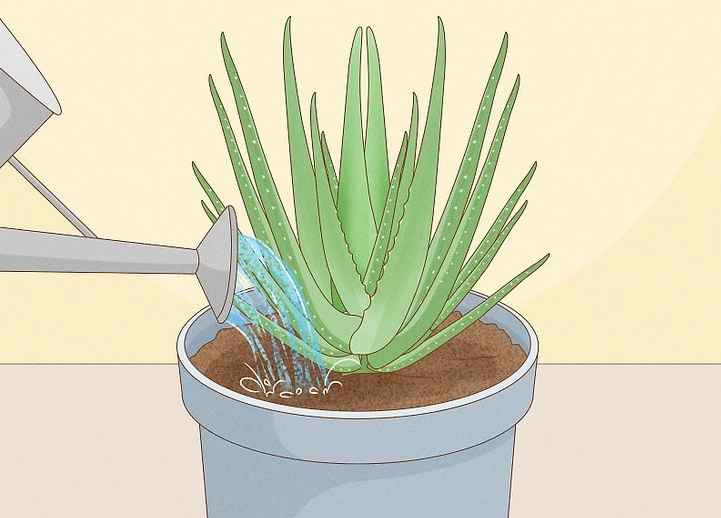 transplant aloe vera