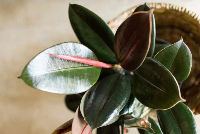 ficus elastica houseplant