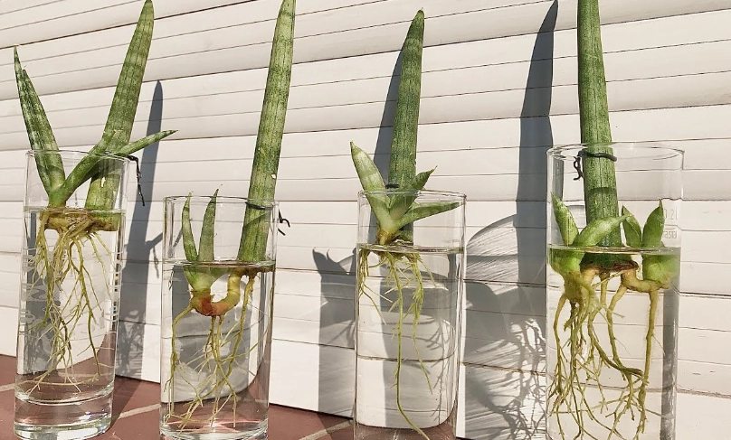 snake plant propagation water