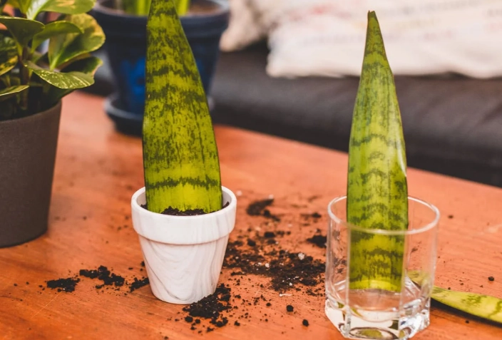 snake plant propagation water