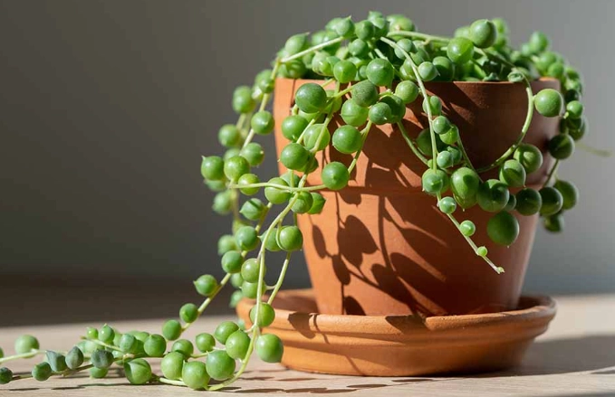 how to propagate string of pearls